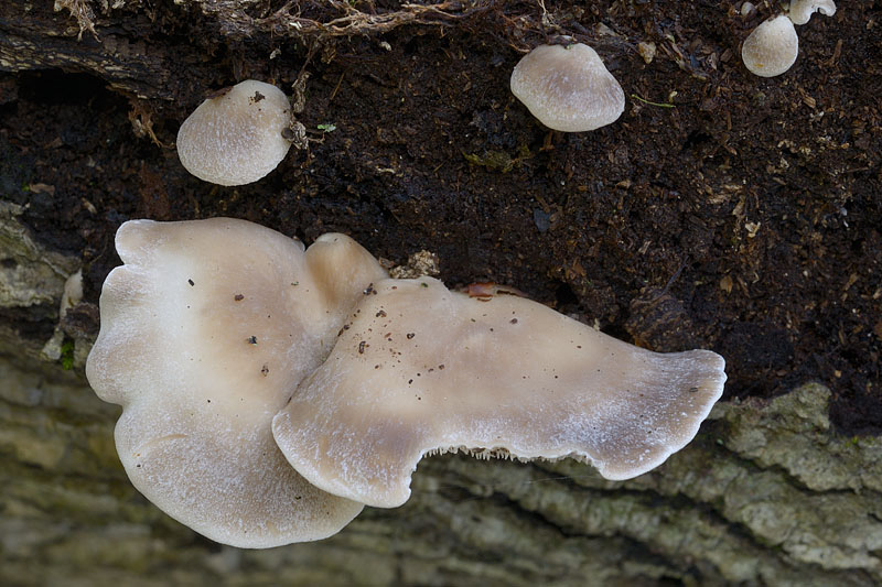 Hohenbuehelia auriscalpium